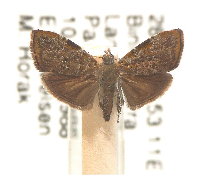 Choreutis melanopepla