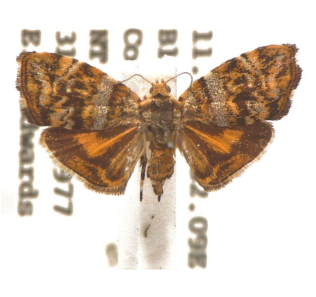 Choreutis ophiosema