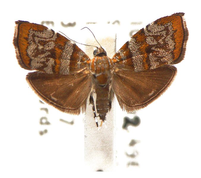 Choreutis periploca