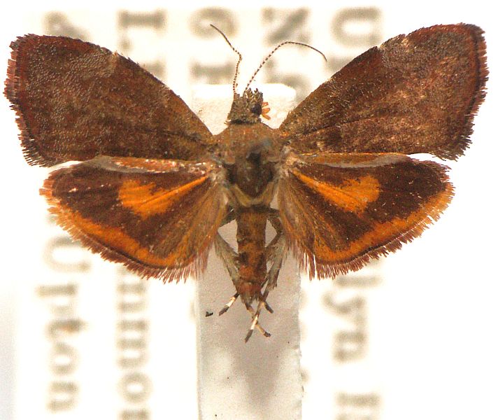 Choreutis sycopola