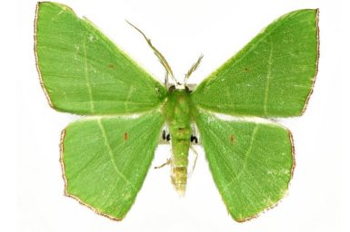 Chrysochloroma megaloptera