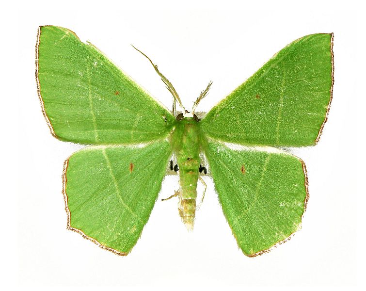 Chrysochloroma megaloptera