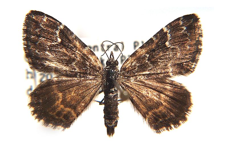 Chrysolarentia heterotropa