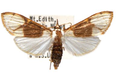 Cirrhochrista caconalis