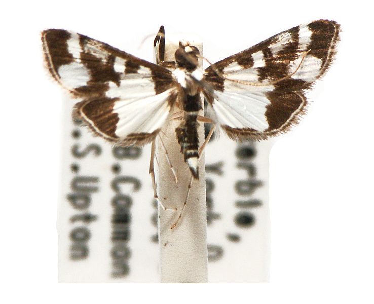 Cissachroa callischema