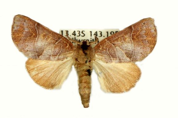 Notodontidae – Australian Moths Online