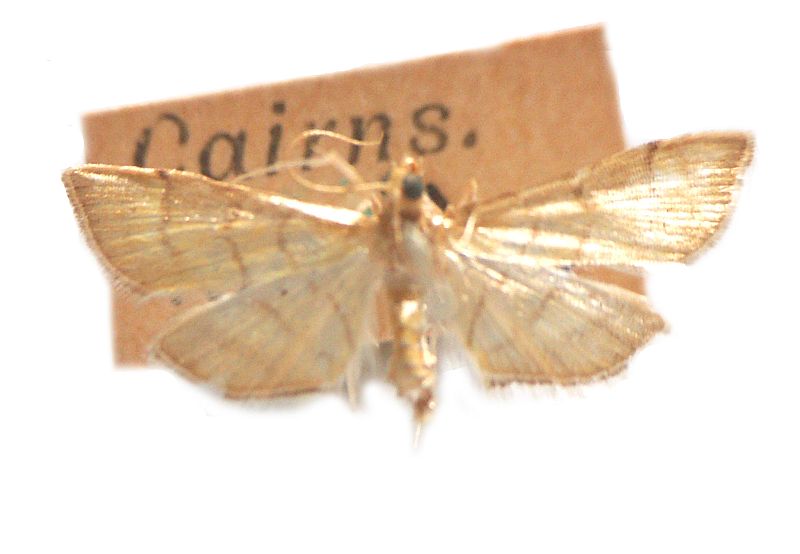 Cnaphalocrocis araealis