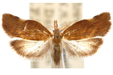 Coeloptera epiloma