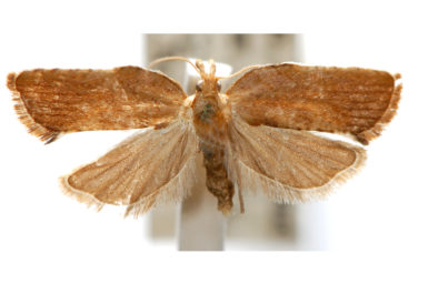 Coeloptera gyrobathra