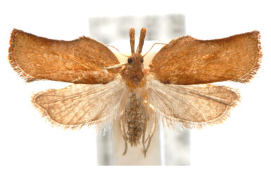 Coeloptera vulpina