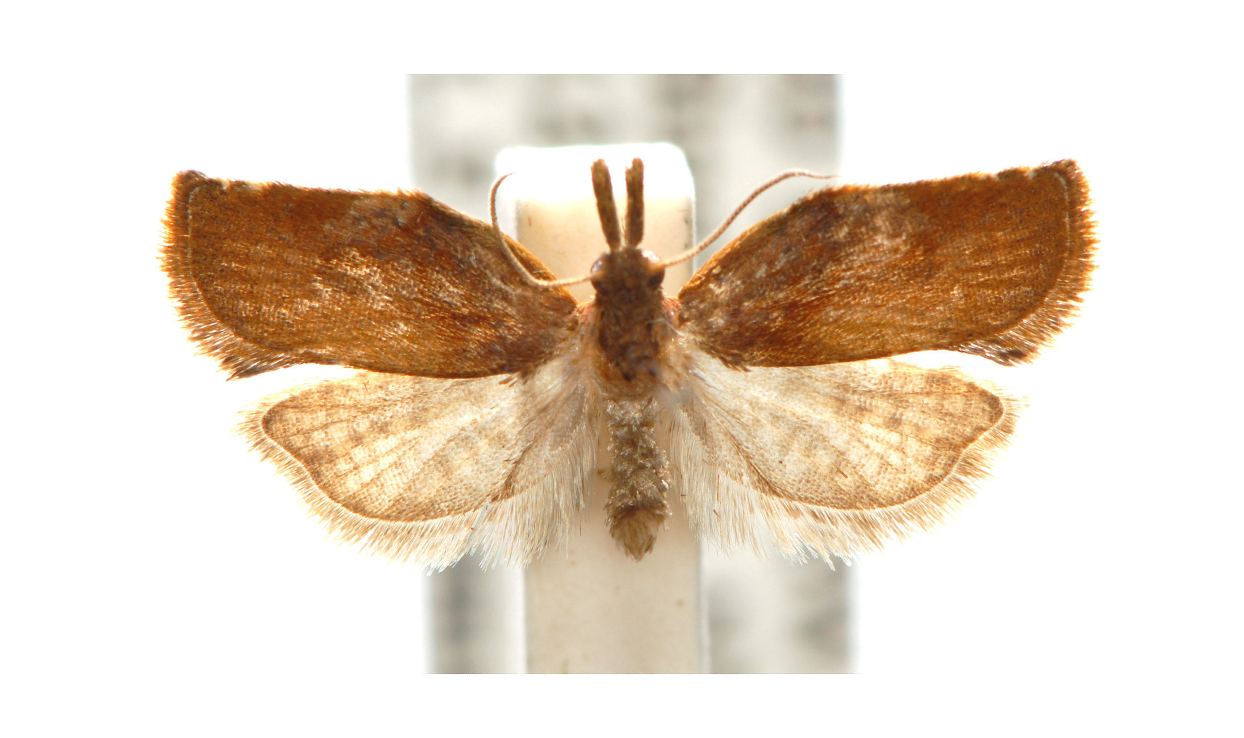 Coeloptera vulpina