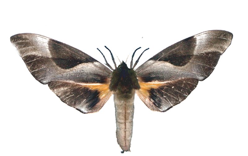 Coequosa triangularis