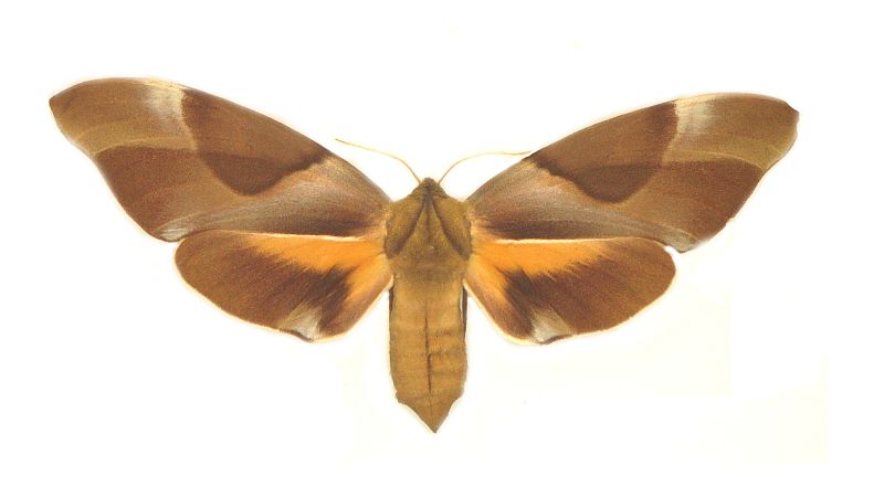 Coequosa triangularis