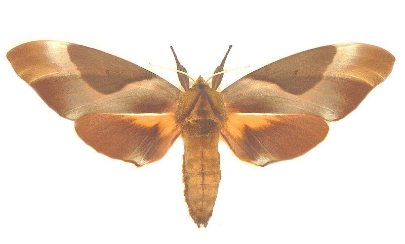 Coequosa triangularis