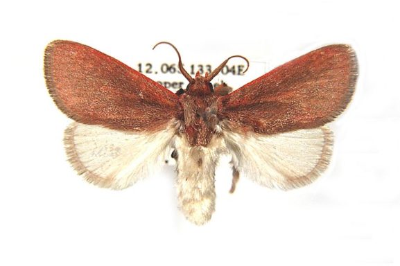 Comana corones – Australian Moths Online