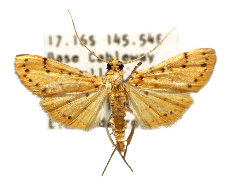 Conogethes ersealis