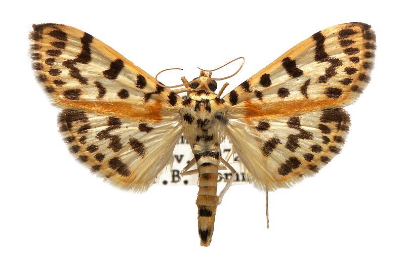 Conogethes tharsalea