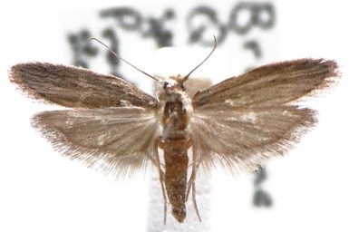 Corcyra cephalonica