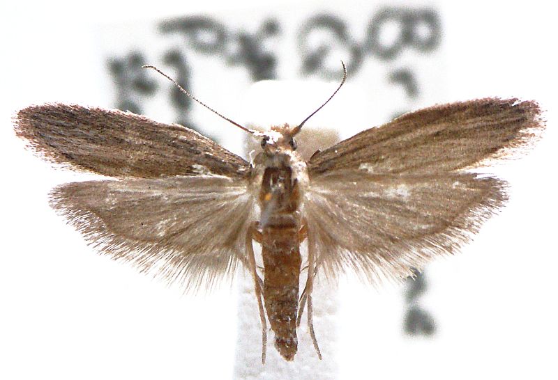 Corcyra cephalonica