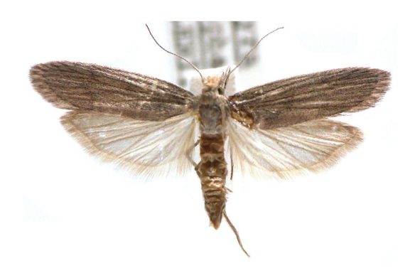 Corcyra cephalonica – Australian Moths Online