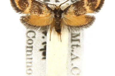 Cosmaresta callichrysa