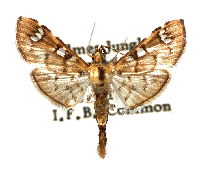 Cotachena hicana