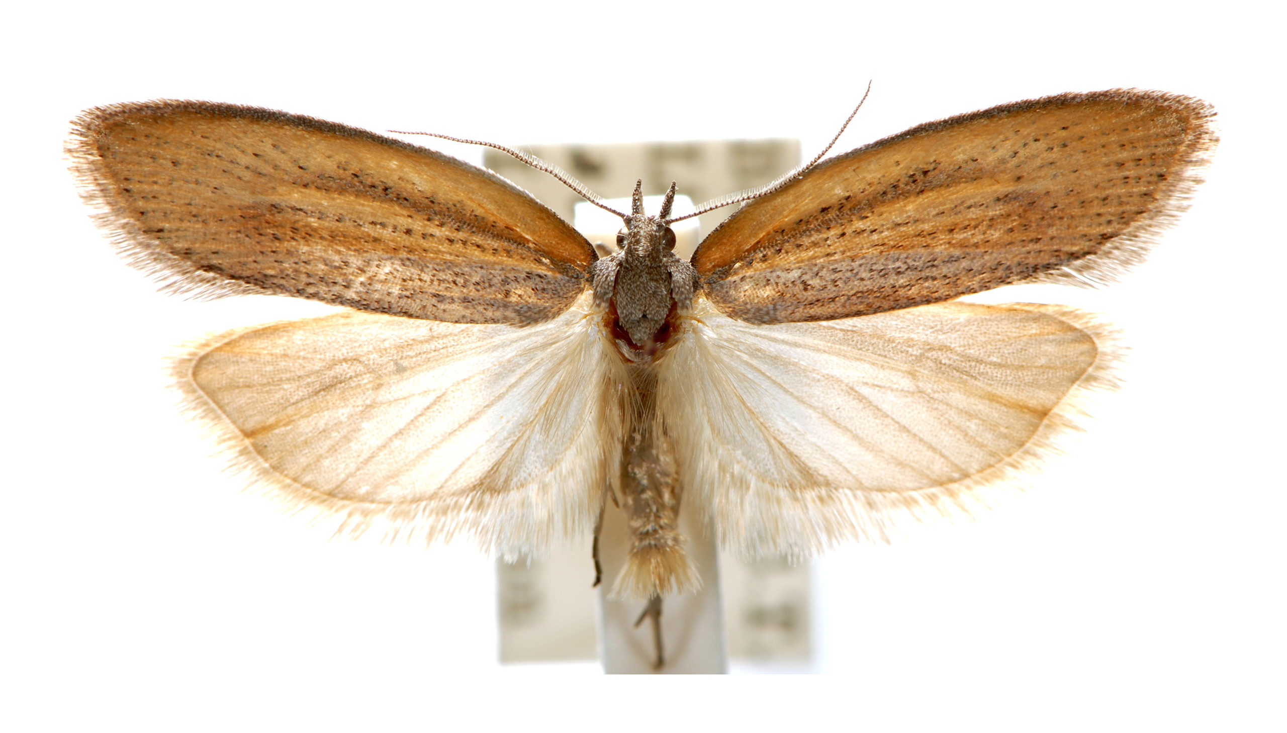 'Crambus' humerellus