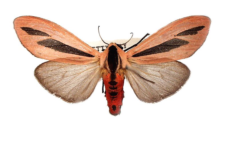 Creatonotos gangis