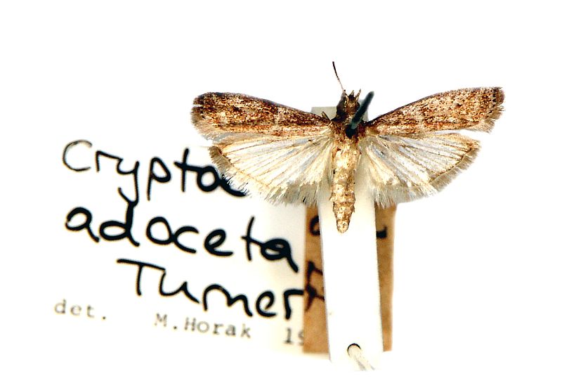 Cryptoblabes adoceta