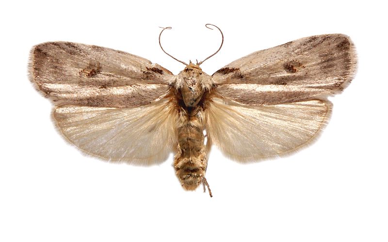 Cryptophasa alphitodes