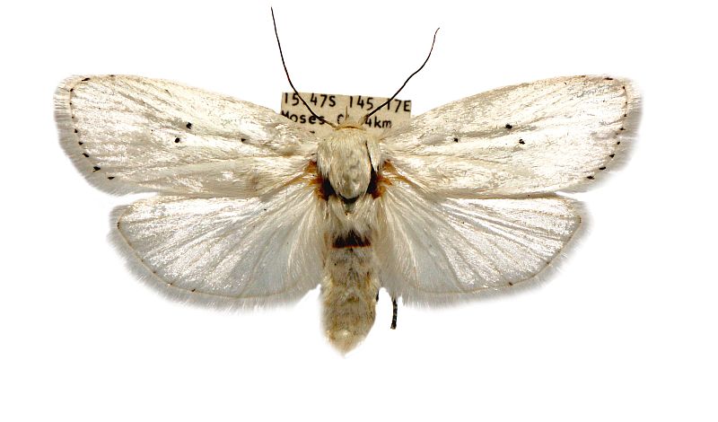 Cryptophasa byssinopis