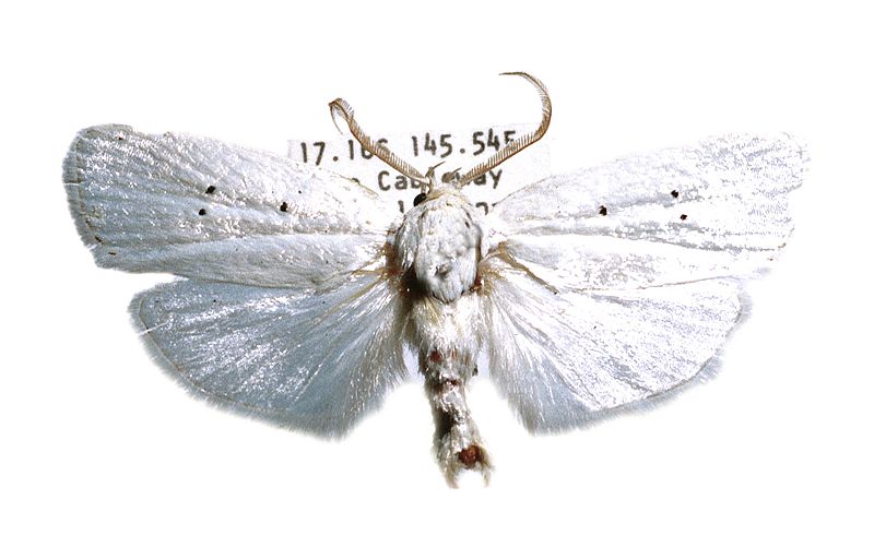 Cryptophasa byssinopis