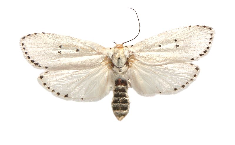 Cryptophasa delocentra