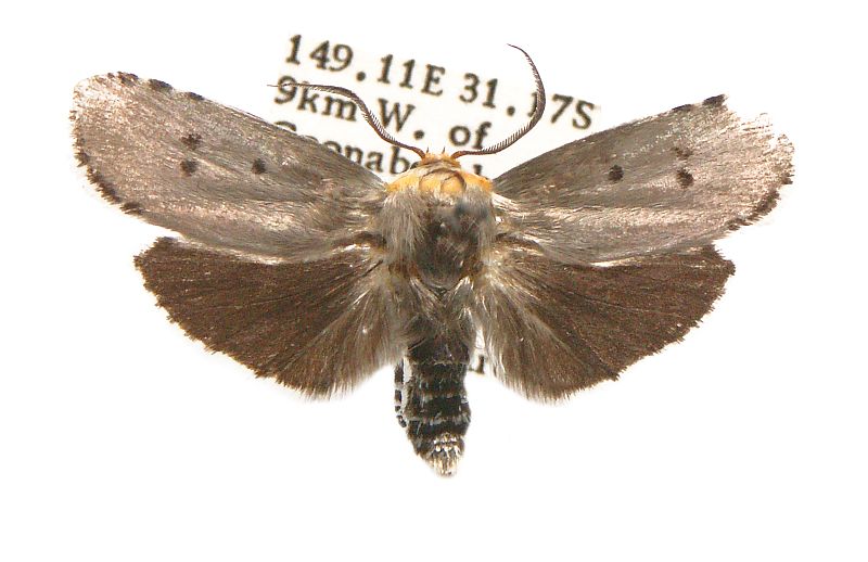 Cryptophasa delocentra