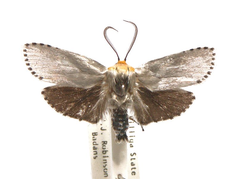 Cryptophasa delocentra