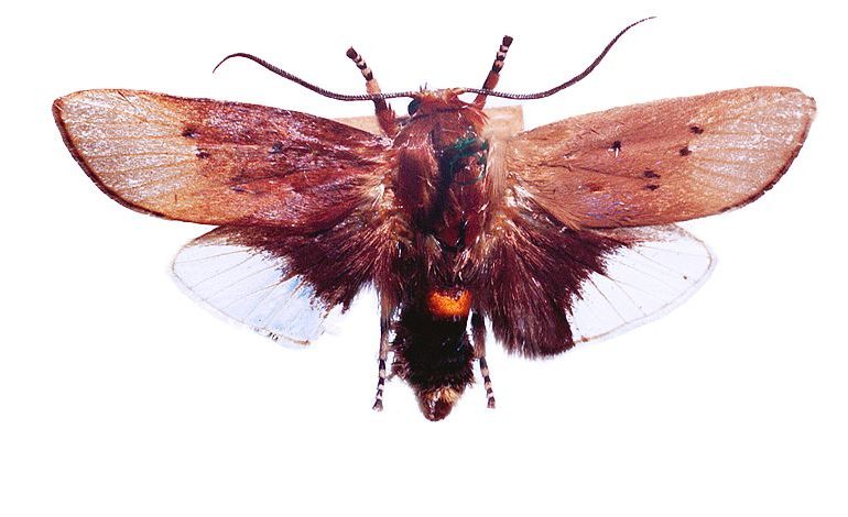 Cryptophasa hyalinopa – Australian Moths Online