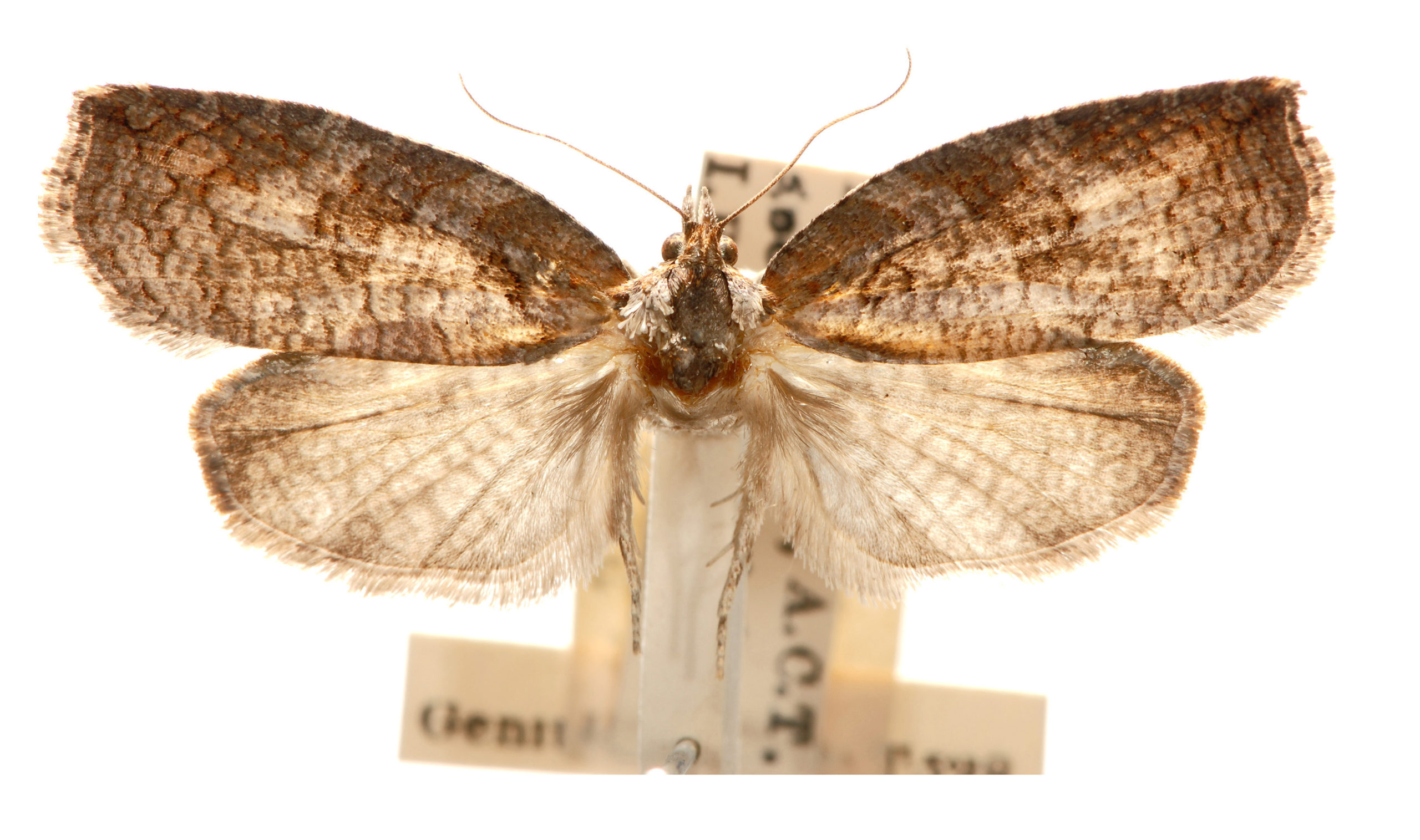 Cryptoptila australana