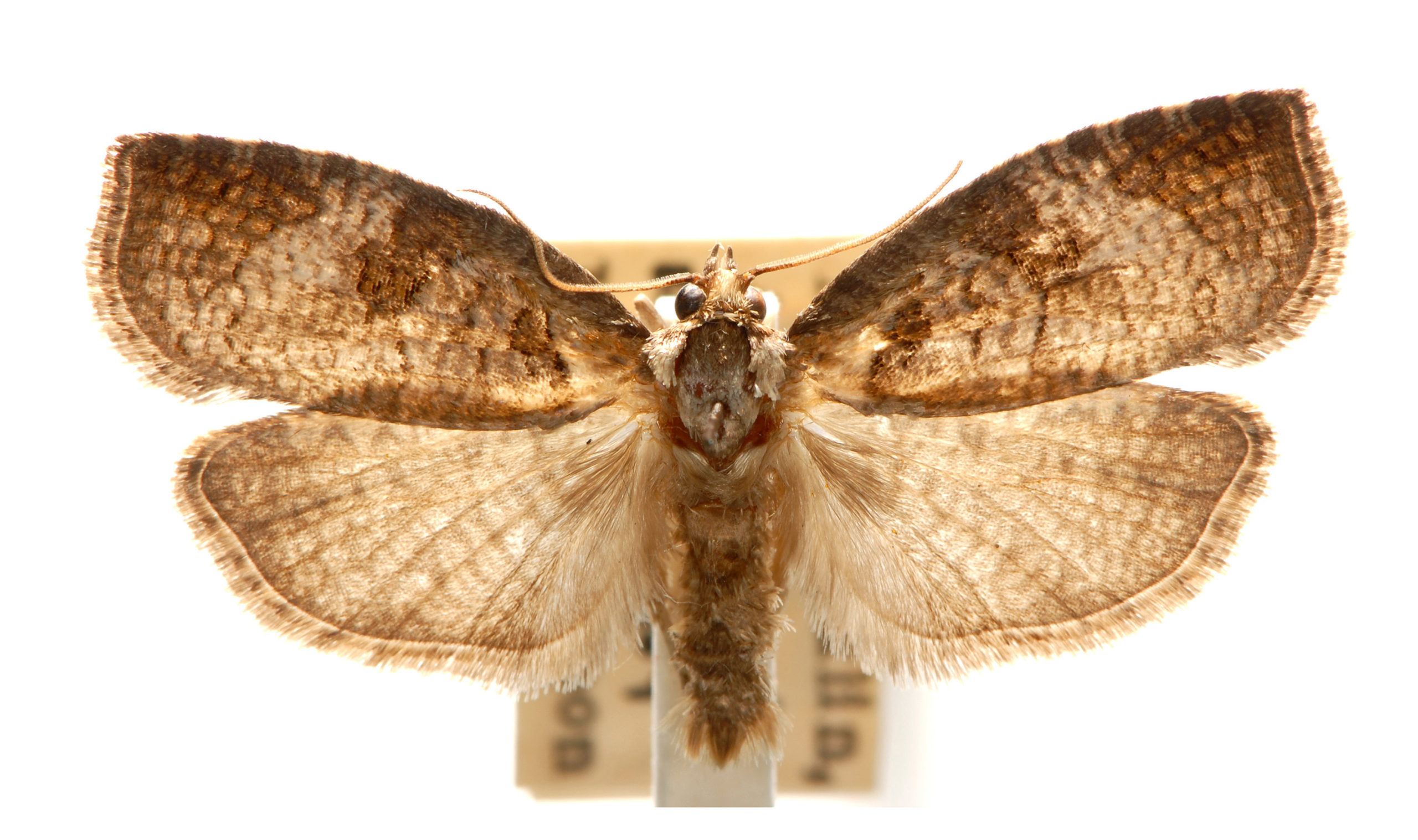 Cryptoptila australana