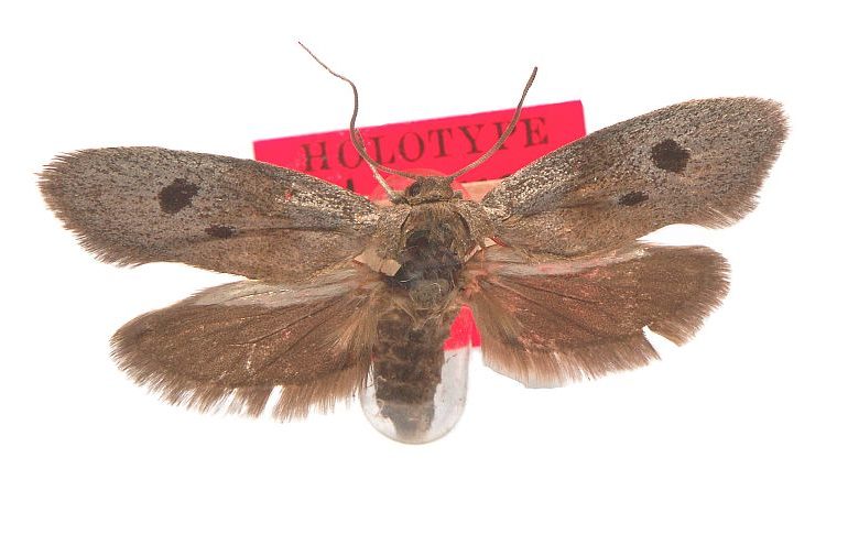 Cyclotorna diplocentra Australian Moths Online