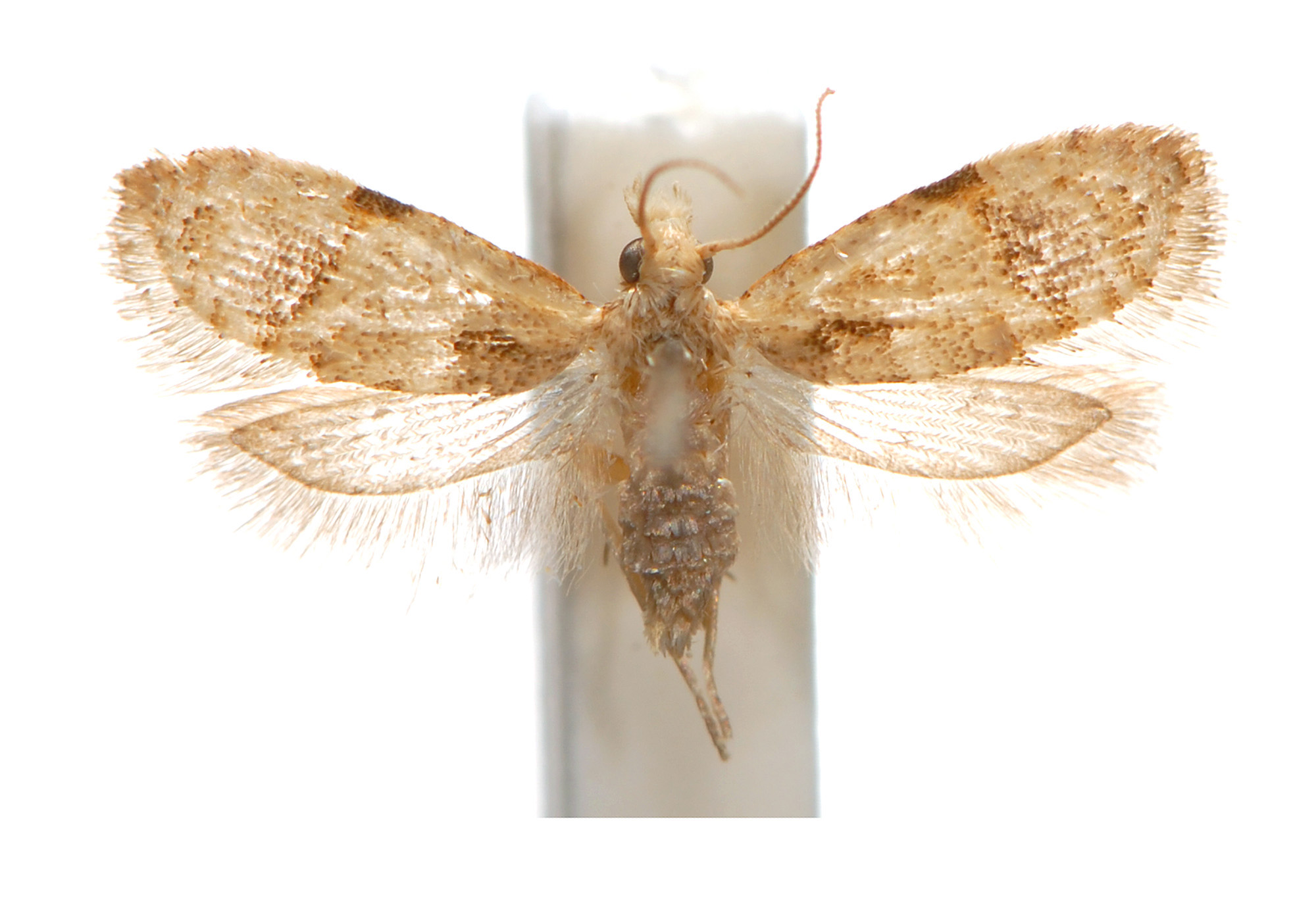 Diactenis tryphera