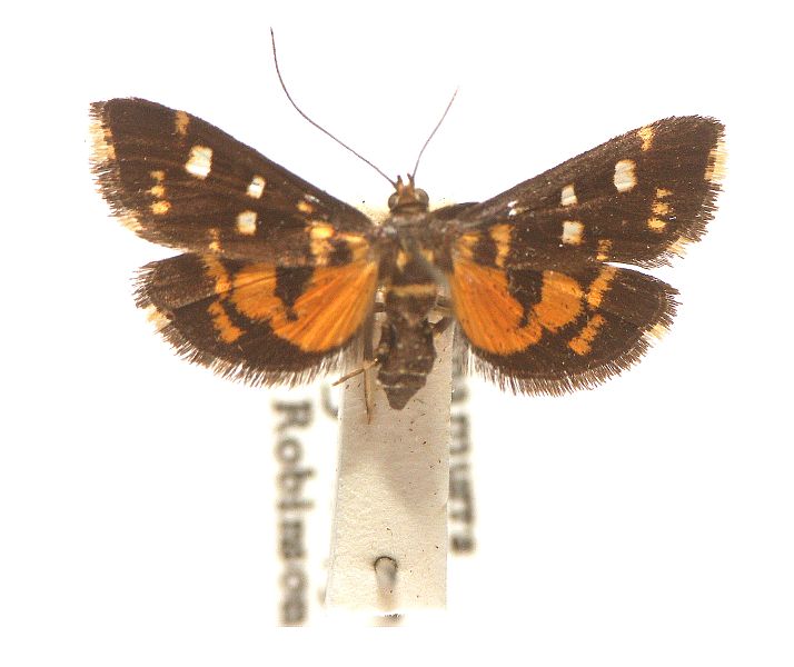 Diathrausta ochreipennis