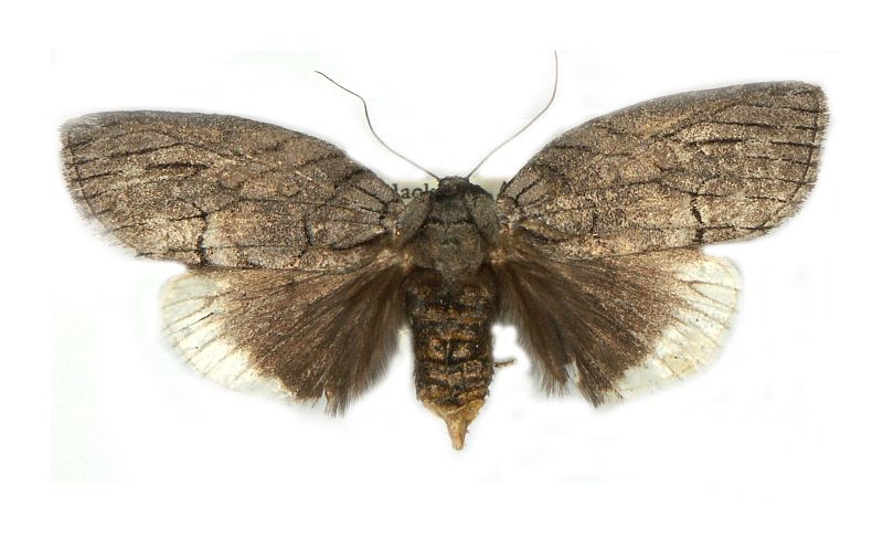 Discophlebia catocalina