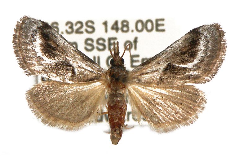 Dolichobela celidograpta