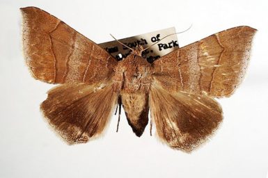 Dysgonia absentimacula