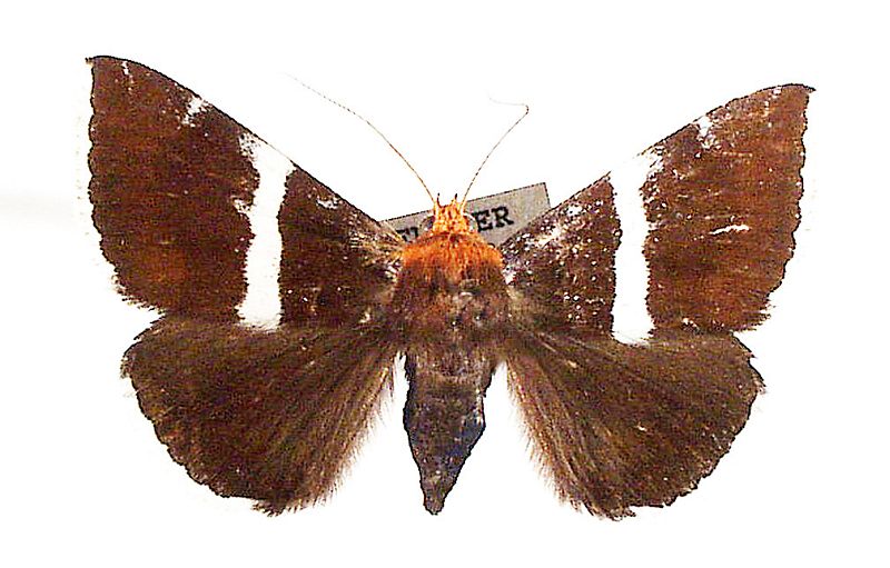 Dysgonia frontinus