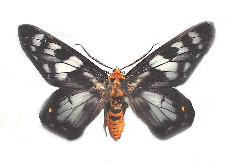 Dysphania numana