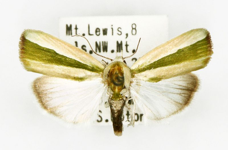 Earias vittella