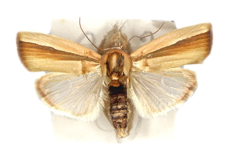 Earias vittella