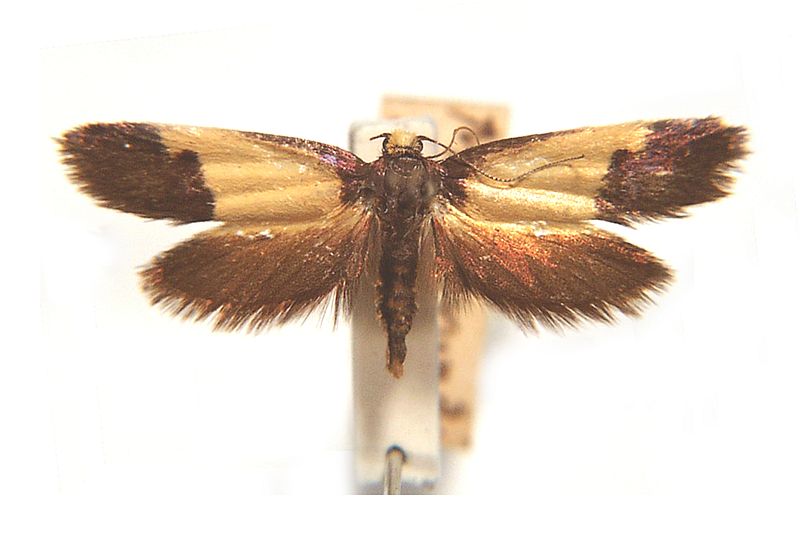 Edosa irruptella