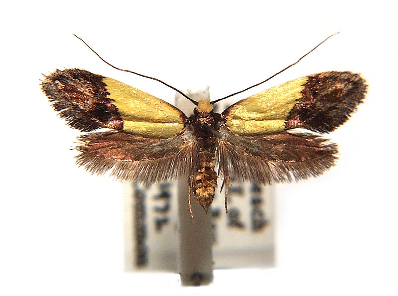 Edosa xystidophora